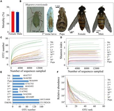 Episyrphus balteatus symbiont variation across developmental stages, living states, two sexes, and potential horizontal transmission from prey or environment